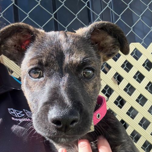 Toffee - Staffordshire Bull Terrier Dog