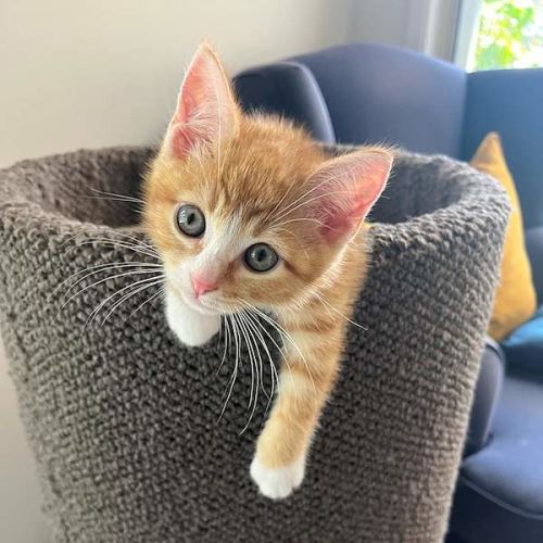 Finn - Domestic Short Hair (DSH) Cat