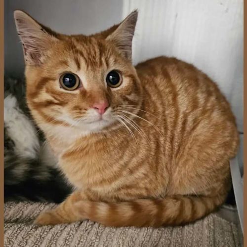 Portello *9 Lives Project Rescue* - Domestic Short Hair (DSH) Cat
