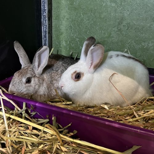 Peanut Butter - Rabbit   Domestic Rabbit