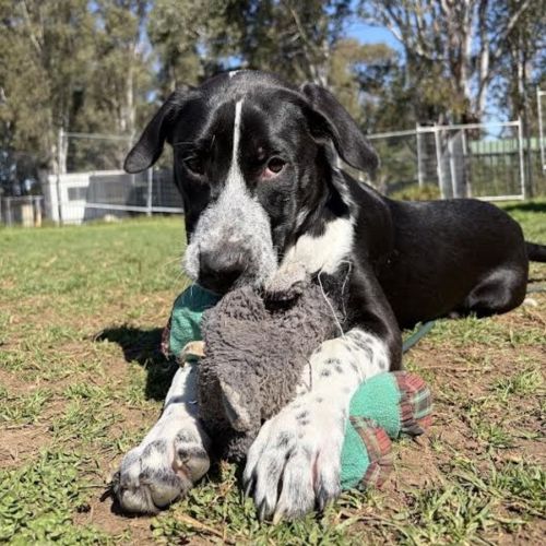 Dolly - Australian Cattle Dog
