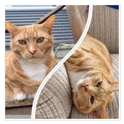 Rex - Domestic Short Hair (DSH) Cat