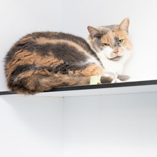 Rosie - Domestic Short Hair Cat