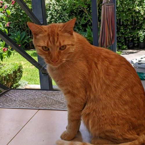 Simba - Domestic Short Hair (DSH) Cat