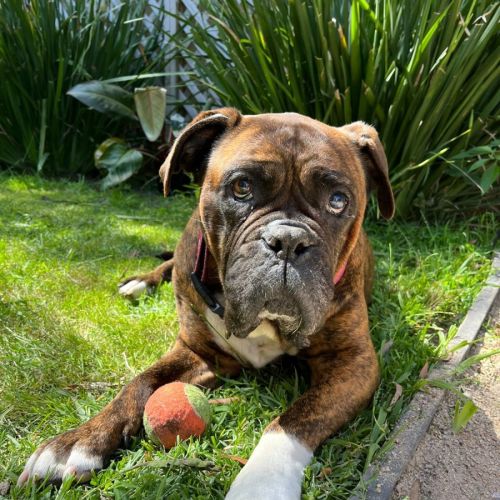 Tips - Boxer Dog