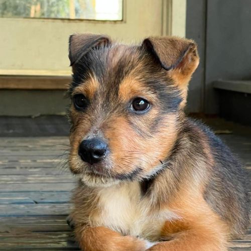 Ignis - Australian Cattle Dog