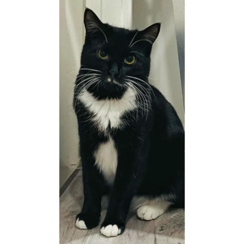 10414 - Churro - Domestic Short Hair (DSH) Cat