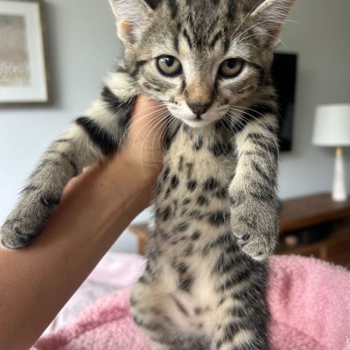 Tippy  - Domestic Short Hair (DSH) Cat