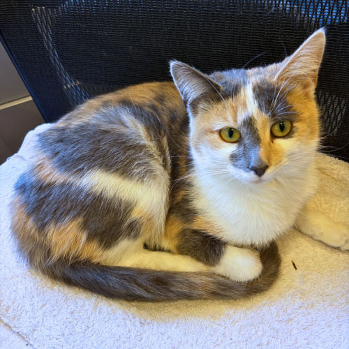 Keetu - Domestic Short Hair (DSH) Cat
