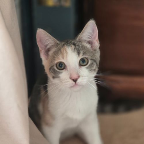 Cassidy - Domestic Short Hair (DSH) Cat