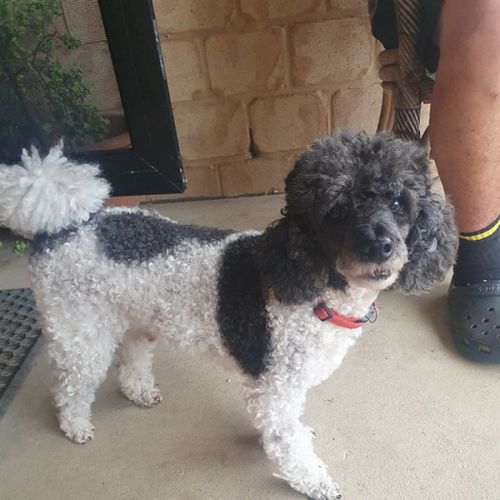 Pepe - Poodle (Toy) Dog