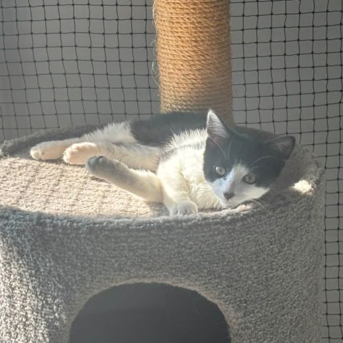 Gomez - Domestic Short Hair (DSH) Cat