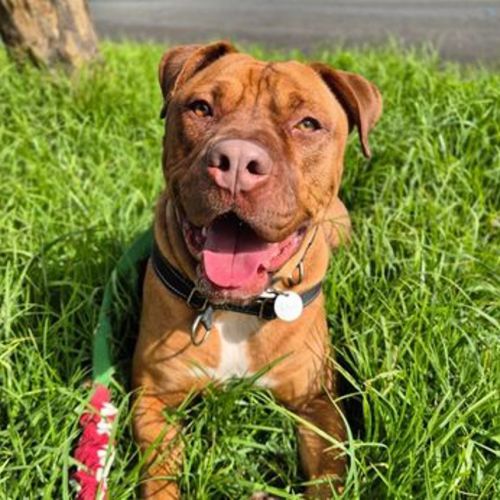 Hercules Morse - Mastiff Dog