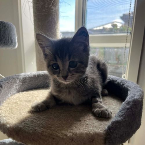 Pip - Domestic Short Hair (DSH) Cat