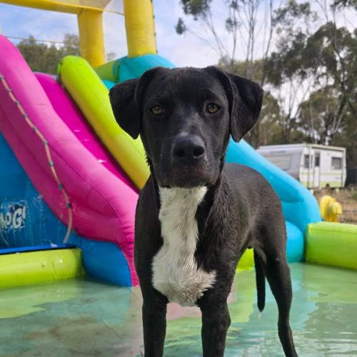 Nibbles - Staffordshire Bull Terrier x Staghound Dog