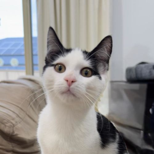 Smudge - Domestic Short Hair (DSH) Cat
