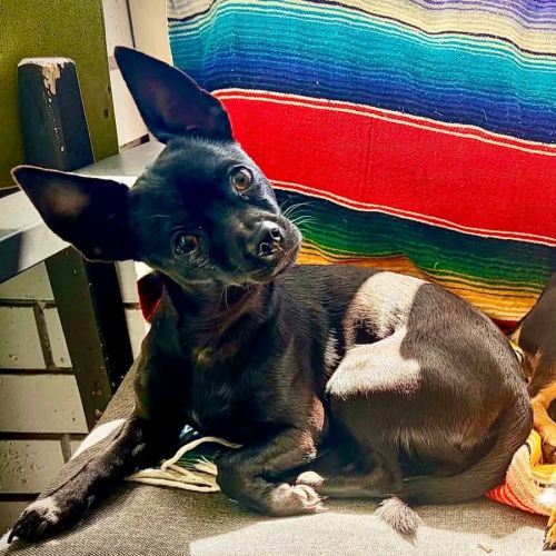 Meadow - Chihuahua Dog