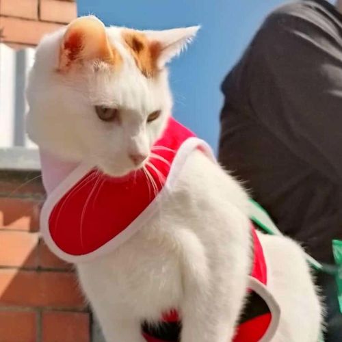 Spice - Domestic Short Hair Cat