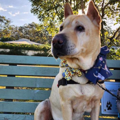 Polo - Shar Pei Dog