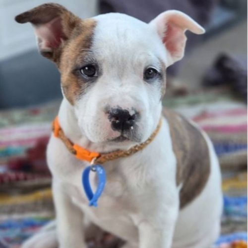 Storm - American Bulldog x American Staffordshire Terrier Dog