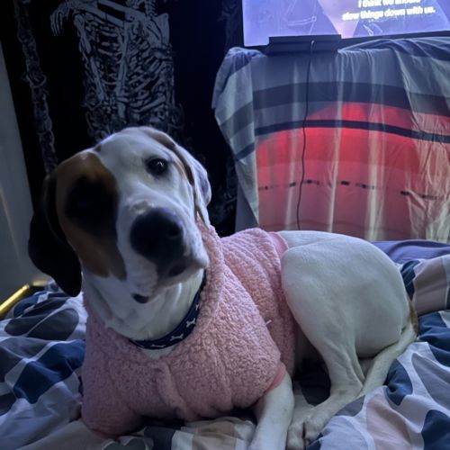 Dakota - Bull Arab Dog