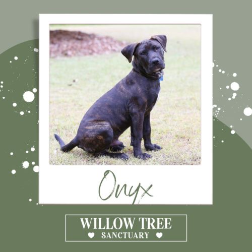 Onyx - Mastiff Dog