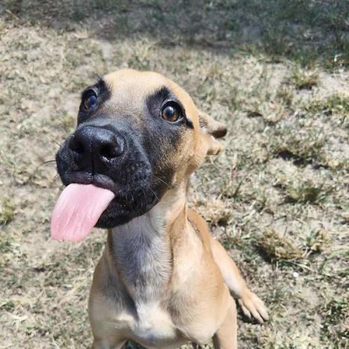 Scooby - Bull Arab Dog