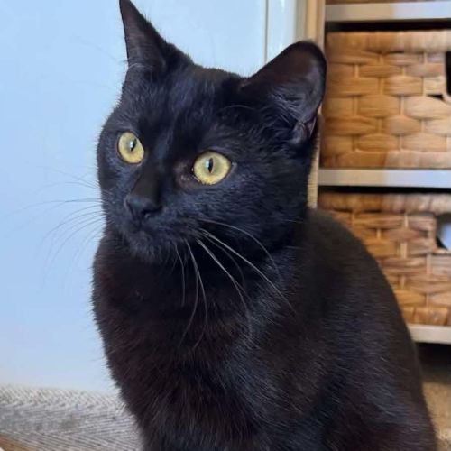 Poppy - Domestic Short Hair (DSH) Cat