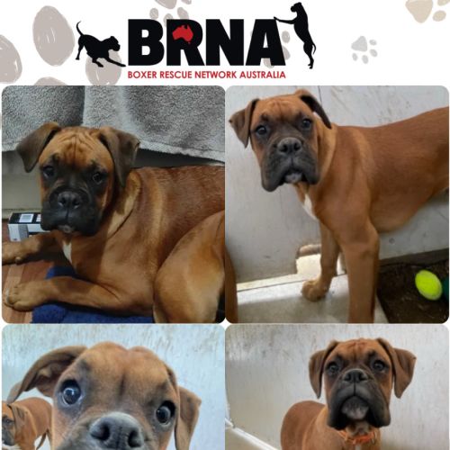 Boxer Puppies - Boxer Dog