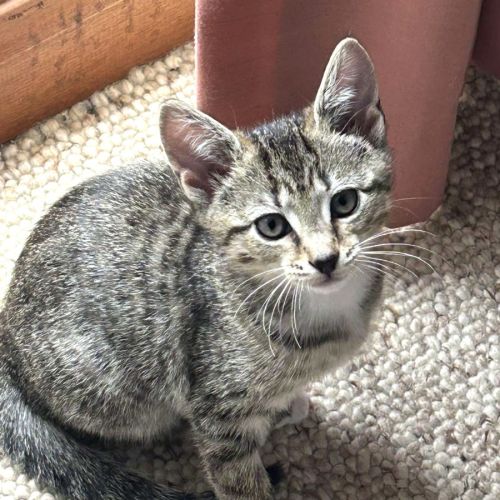 Sirius - Domestic Short Hair (DSH) Cat
