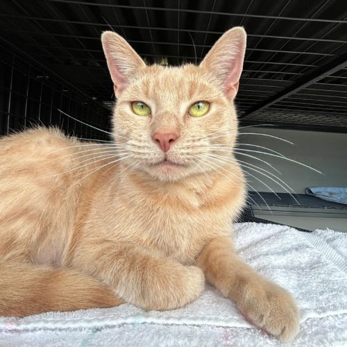 Hades rsua009113 - Domestic Short Hair (DSH) Cat