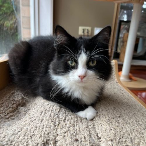 Brady - Domestic Medium Hair (DMH) Cat