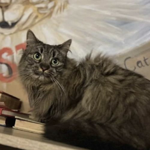 Mena - Domestic Long Hair (DLH) Cat