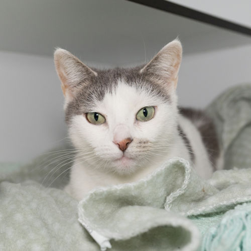 Violet - Domestic Short Hair Cat