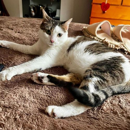 Bamboo - Domestic Short Hair (DSH) Cat