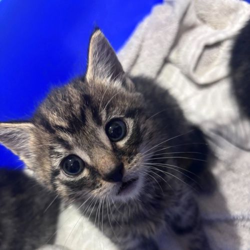 Sundae - Domestic Short Hair (DSH) Cat