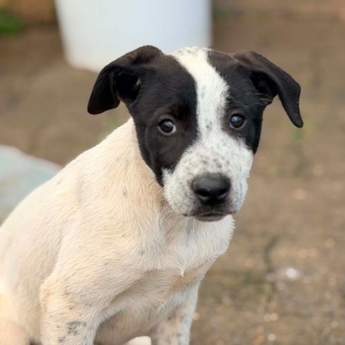 Marsha - Border Collie Dog