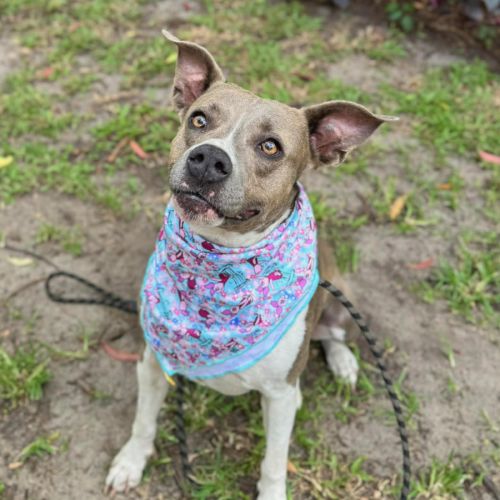 Hayley *$250 Adoption Fee* - Staffordshire Bull Terrier Dog