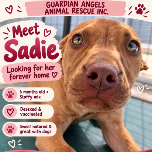 Sadie - Staffordshire Bull Terrier Dog