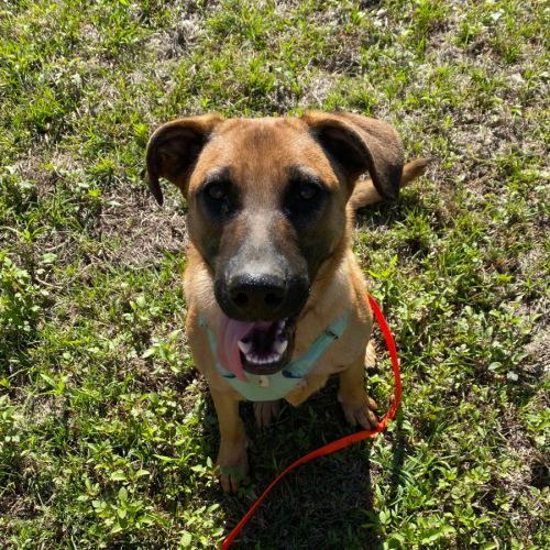 Benji - Belgian Malinois Dog