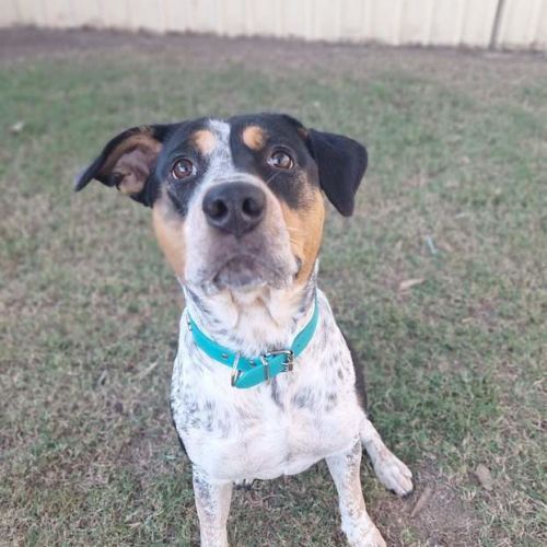 Dottie - Australian Cattle Dog