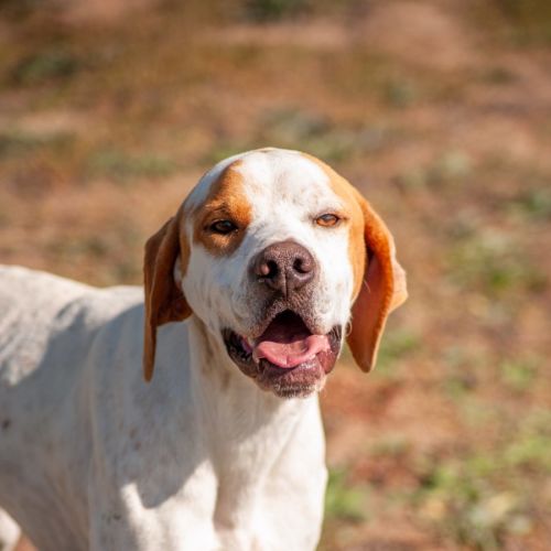 Walter - English Pointer Dog
