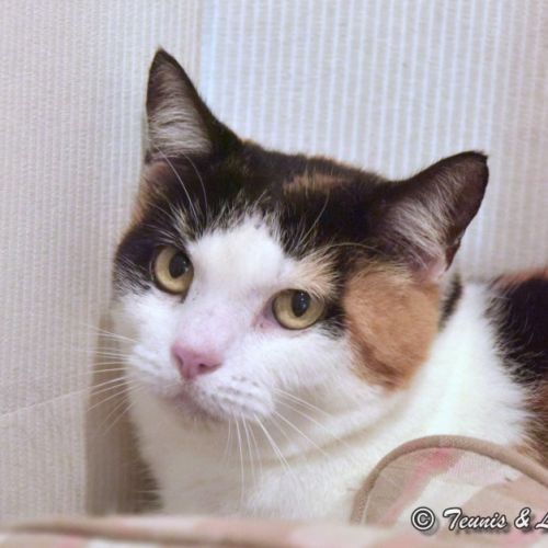 Rosie - Domestic Short Hair Cat