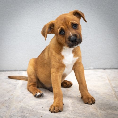 Brownie - Mixed breed Dog