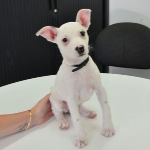 Panna Cotta - Chihuahua x Mixed breed Dog