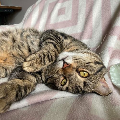 Ted - Domestic Short Hair (DSH) Cat