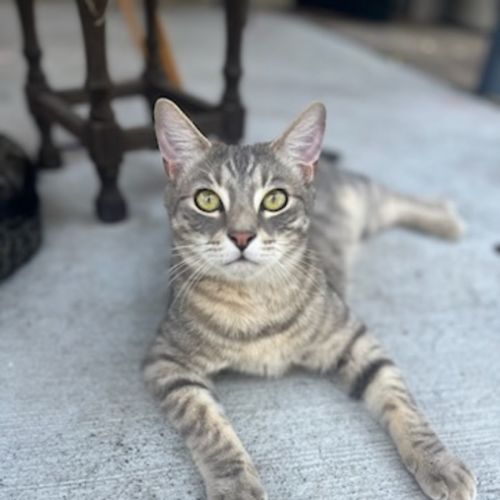 Banjo - Domestic Short Hair Cat