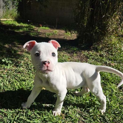 Jon Jon - Staffordshire Bull Terrier Dog