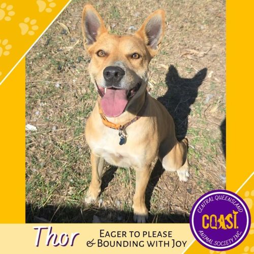 Thor - American Staffordshire Terrier Dog