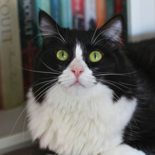 Ava - Domestic Long Hair (DLH) Cat